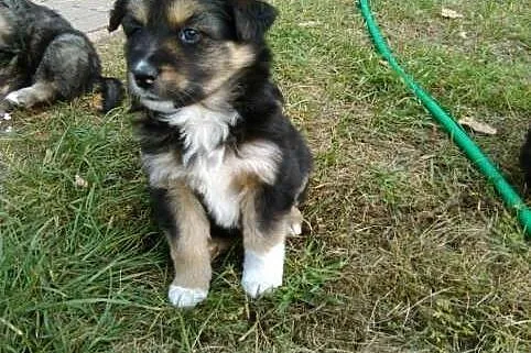 Trzy piekne suczki szukają domu,  łódzkie Rawa Maz