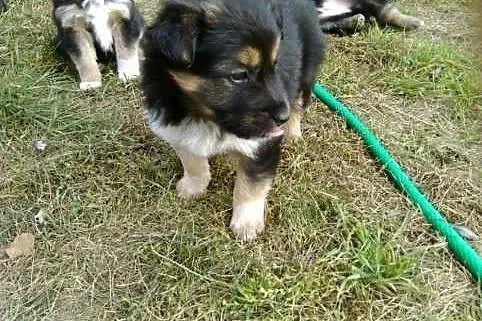 Trzy piekne suczki szukają domu,  łódzkie Rawa Maz