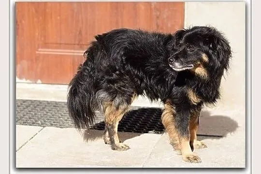 Średni,łagodny,przytulaśny,grzeczny,zaszczepiony psiak TAPIŚ.Adopcja.