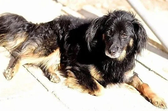 Średni,łagodny,przytulaśny,grzeczny,zaszczepiony psiak TAPIŚ.Adopcja., Małopolskie, Kraków