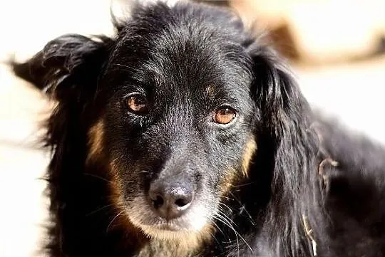 Średni,łagodny,przytulaśny,grzeczny,zaszczepiony psiak TAPIŚ.Adopcja., Małopolskie, Kraków