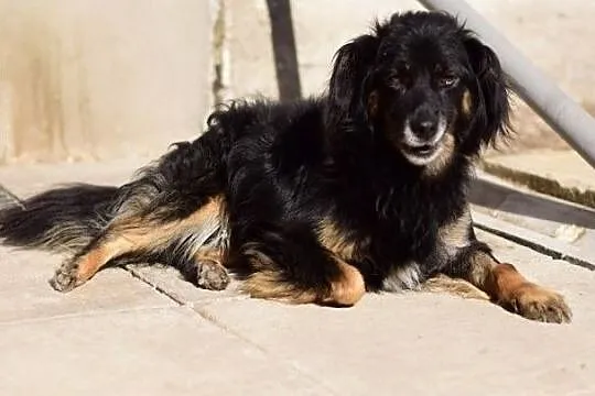 Średni,łagodny,przytulaśny,grzeczny,zaszczepiony psiak TAPIŚ.Adopcja., Małopolskie, Kraków