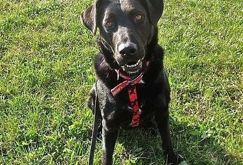 Bójka w typie labradora szuka domu, pomorskie Gda