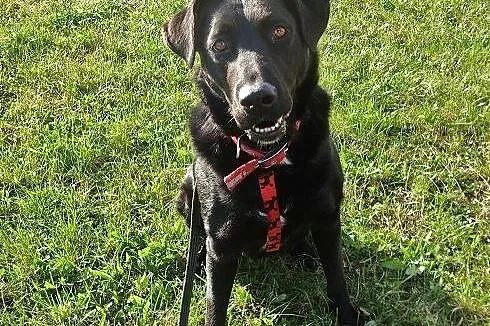 Bójka w typie labradora szuka domu,  pomorskie Gda
