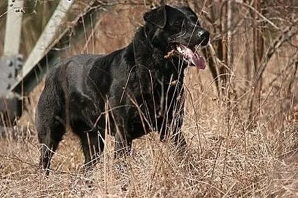 Bójka w typie labradora szuka domu,  pomorskie Gda