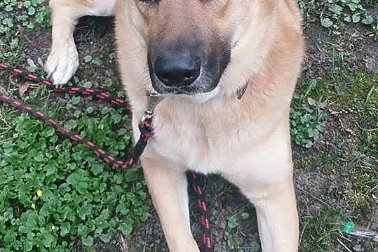 Duży pieszczoch Abo, przyjazny do ludzi i zwierząt psiak adopcja