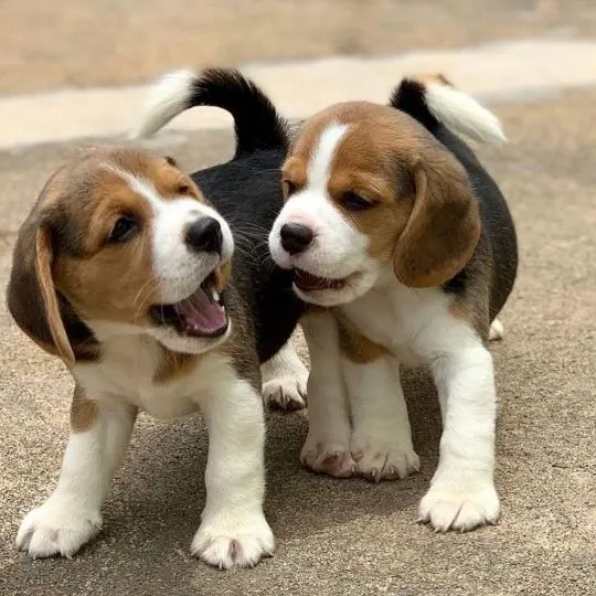 Przepiękne Beagle szczenięta rasy dostępne na sprzedaż, Wielkopolskie, Poznań