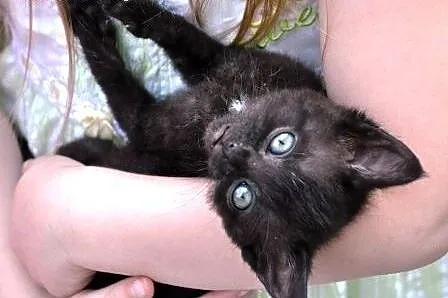 Buźka kicia kotka koteczka 6-7 tyg malutka czarna 