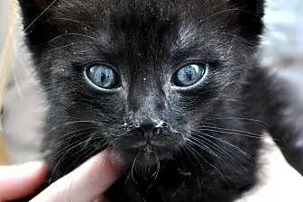 Buźka kicia kotka koteczka 6-7 tyg malutka czarna 