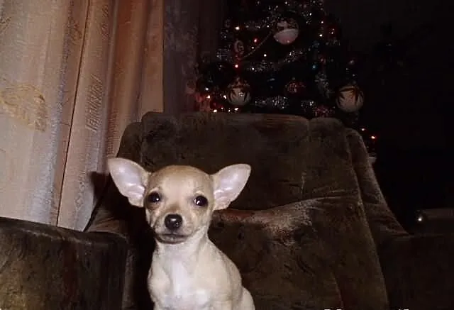 Chihuahua