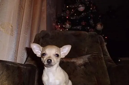 Chihuahua