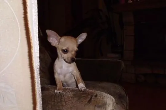 Chihuahua