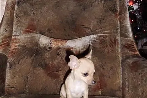 Chihuahua