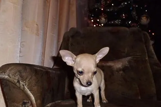 Chihuahua