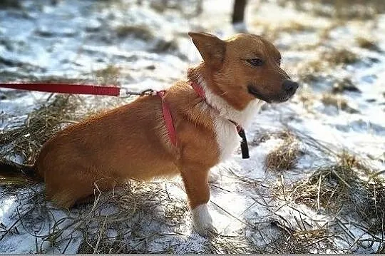 TOLEK,1,5 roku,mały,łagodny,szczepiony piesek.ADOPCJA, , Wrocław
