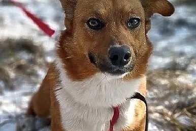 TOLEK,1,5 roku,mały,łagodny,szczepiony piesek.ADOPCJA, , Wrocław