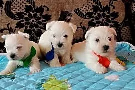 West Highland White Terrier
