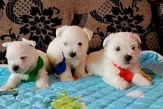 West Highland White Terrier