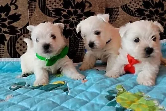 West Highland White Terrier, Podlaskie, Sokoły