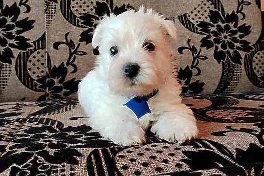 West Highland White Terrier, Podlaskie, Sokoły