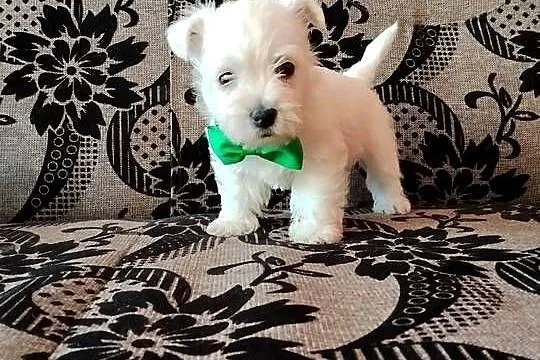 West Highland White Terrier, Podlaskie, Sokoły