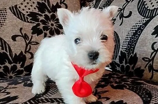 West Highland White Terrier, Podlaskie, Sokoły
