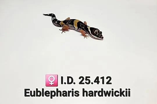 Eublepharis hardwickii (gekon)