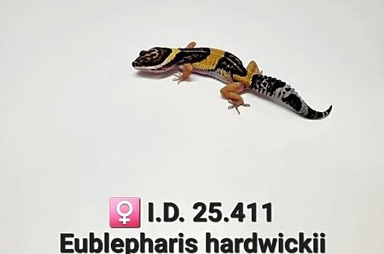 Eublepharis hardwickii (gekon), Śląskie, Zawiercie