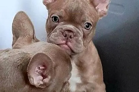 Buldog francuski pieski i suczki, Łódzkie, Pabianice
