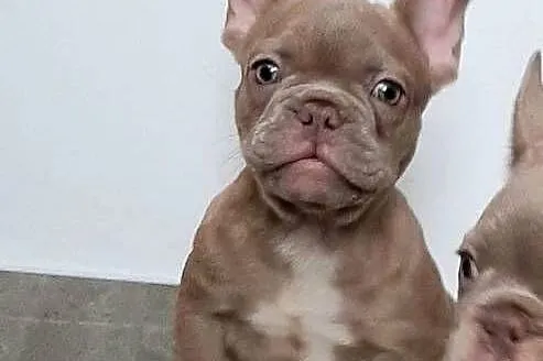 Buldog francuski pieski i suczki, Łódzkie, Pabianice