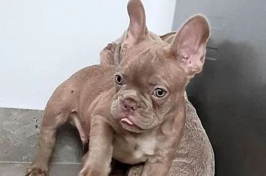 Buldog francuski pieski i suczki, Łódzkie, Pabianice