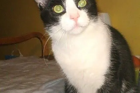 Maminsynek Misio