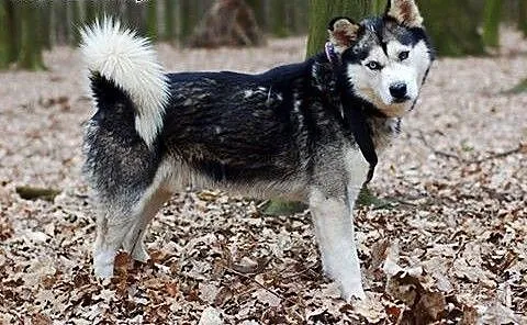 ODSY - Zawodowy gracz w „złap mnie&#