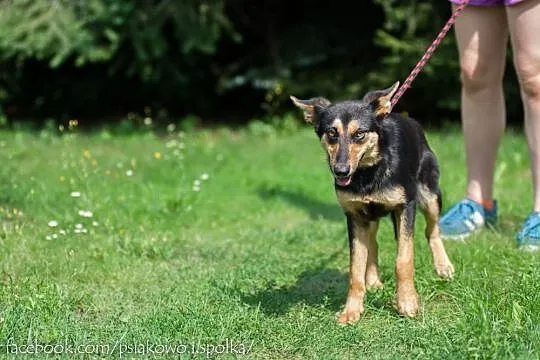 Młodziutka, delikatna Cloe, wspaniała, wesoła suni