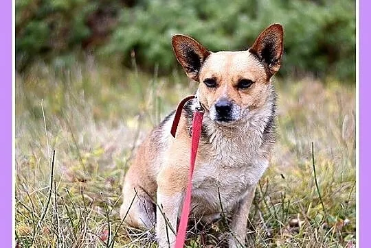 Mały 8 kg,spokojny,przyjacielski,towarzyski SPRAJT_Adopcja