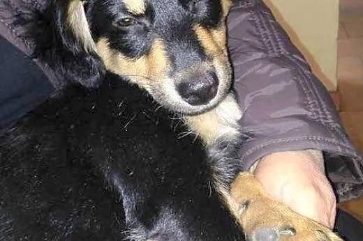 Baśka - mała, śliczna, młoda sunia do adopcji,  kujawsko-pomorskie Toruń