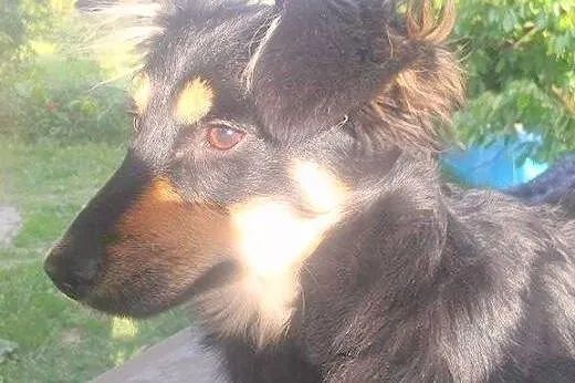 Baśka - mała, śliczna, młoda sunia do adopcji,  ku