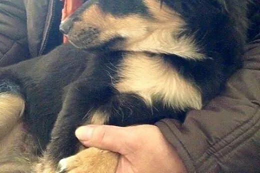 Baśka - mała, śliczna, młoda sunia do adopcji,  ku