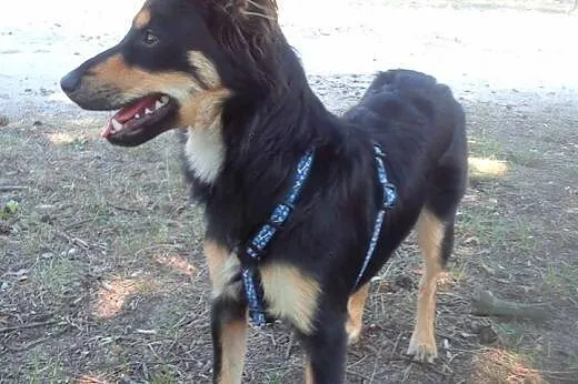 Baśka - mała, śliczna, młoda sunia do adopcji,  ku