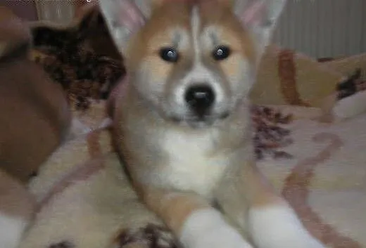Sprzedam 3 suczki rasy Akita, Alaskan malamute ca