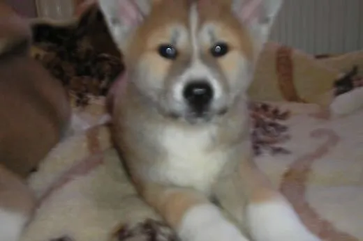 Sprzedam 3 suczki rasy Akita,  Alaskan malamute ca