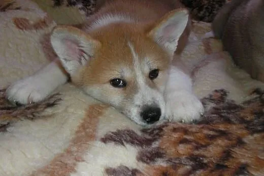 Sprzedam 3 suczki rasy Akita,  Alaskan malamute ca