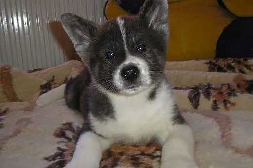 Sprzedam 3 suczki rasy Akita,  Alaskan malamute ca