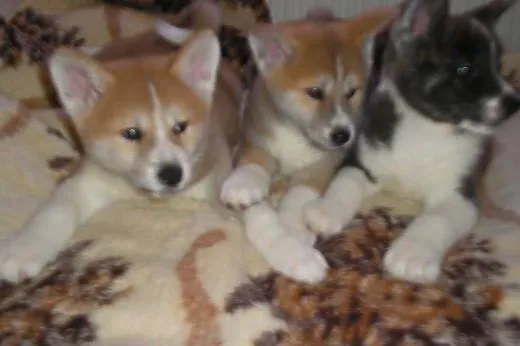 Sprzedam 3 suczki rasy Akita,  Alaskan malamute ca