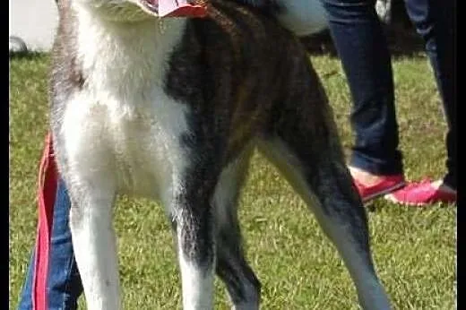 Sprzedam 3 suczki rasy Akita,  Alaskan malamute ca