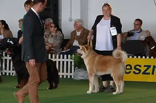 Sprzedam 3 suczki rasy Akita,  Alaskan malamute ca
