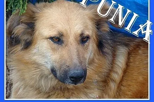 Golden mix,duża,bardzo łagodna,spokojna suczka rod