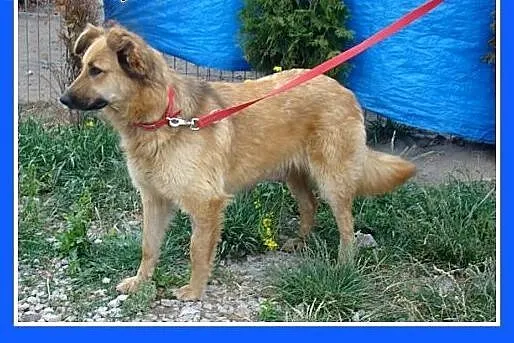 Golden mix,duża,bardzo łagodna,spokojna suczka rod