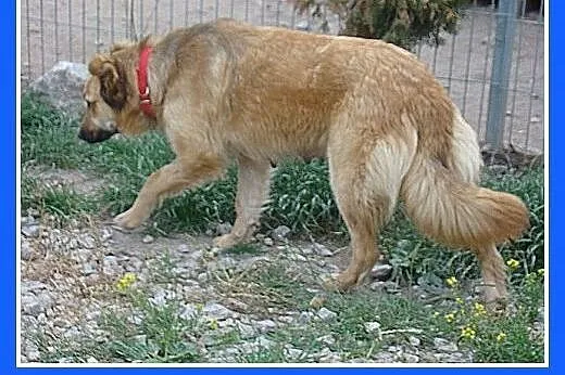 Golden mix,duża,bardzo łagodna,spokojna suczka rod