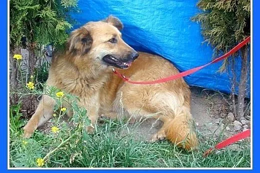 Golden mix,duża,bardzo łagodna,spokojna suczka rod
